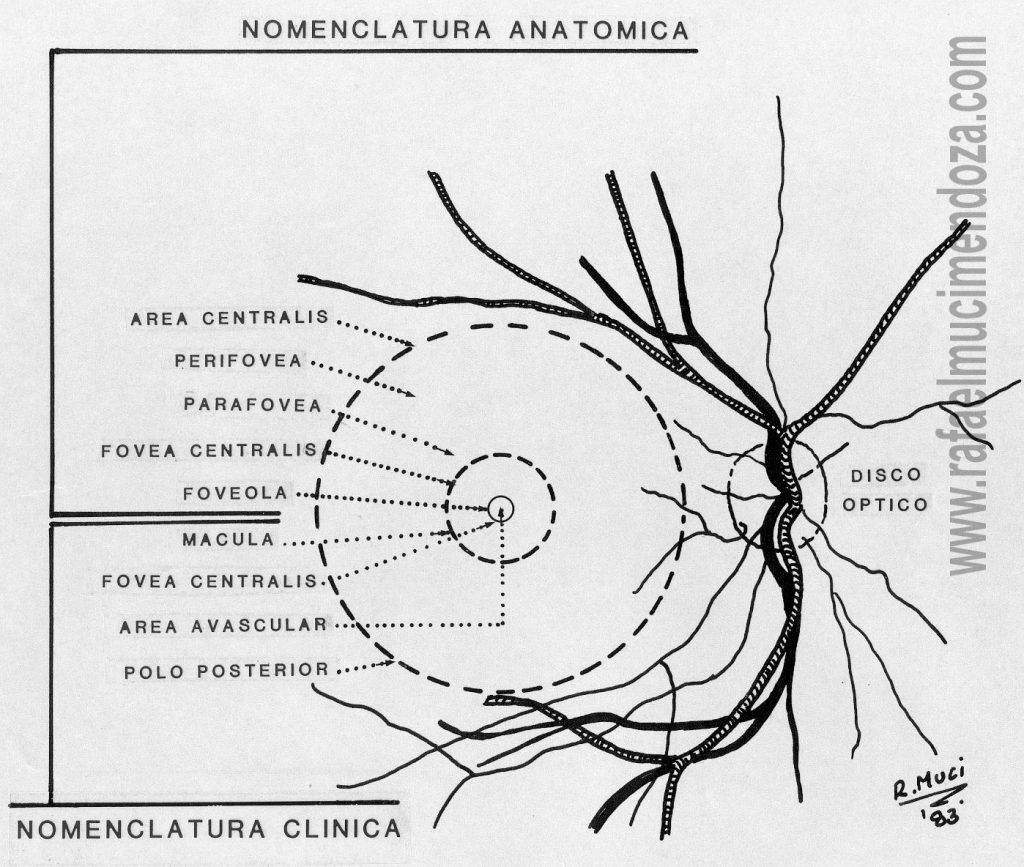Área central de la retina con su nomenclatura clínica y anatómica